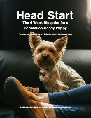 Head Start - The Separation ready Puppy.