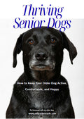 Thriving Senior Dogs